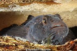 A black goby watching his eggs by Rune Edvin Haldorsen 